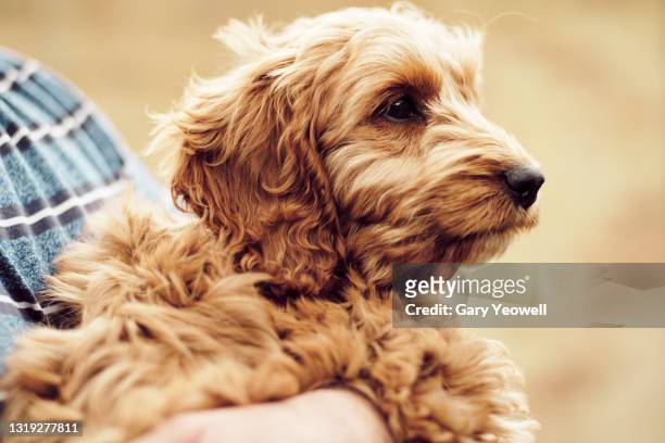 man holding pet dog - curly dog stock pictures, royalty-free photos & images