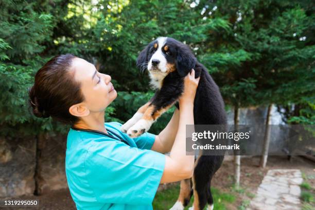 animal hospital - healthcare worker beauty in nature stock pictures, royalty-free photos & images