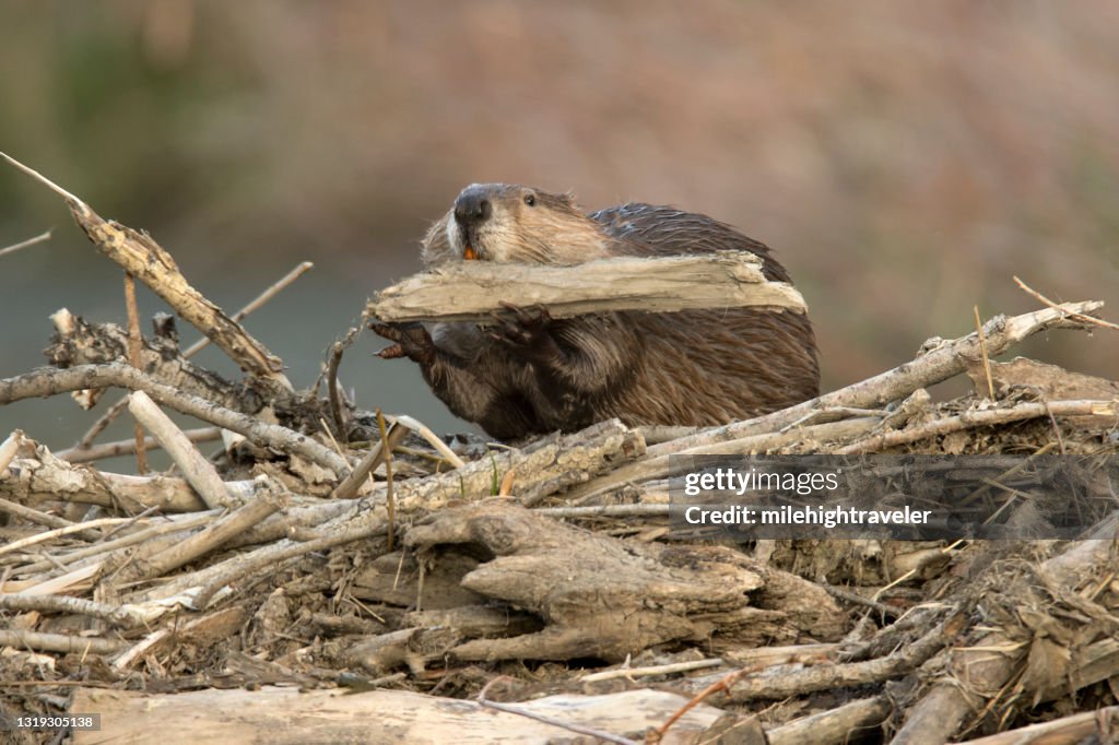 Wild large beaver builds dam in river Bear Creek Lakewood Colorado