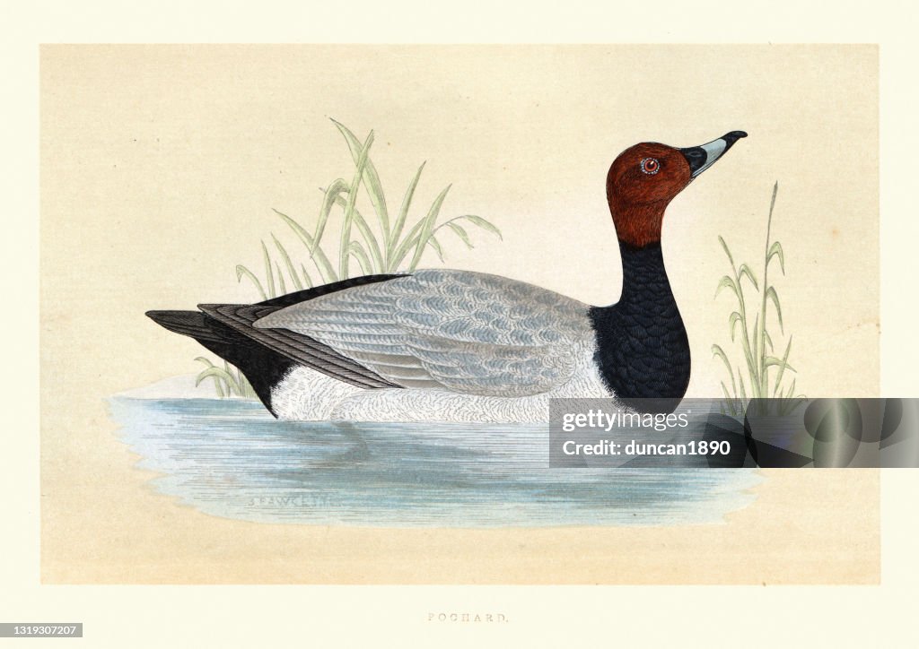 Common pochard, Aythya ferina, Wildlife, Birds, diving ducks, Art Prints