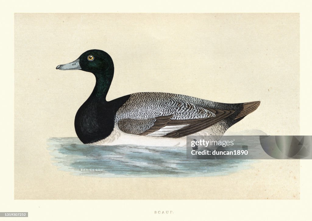 Greater scaup, Aythya marila, Wildlife, Birds, ducks, Art Prints