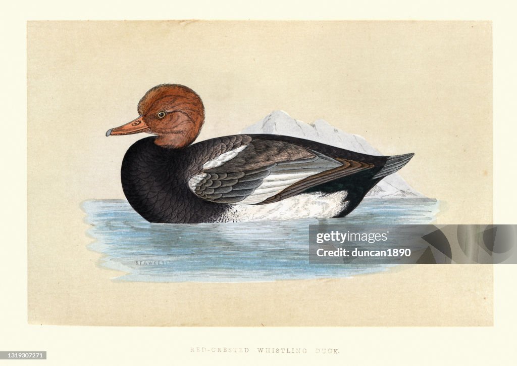 Red Crested Whistling Duck , Wildlife, Birds, ducks, Art Prints