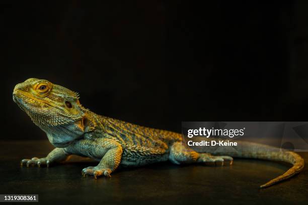lizard - reptilian stock pictures, royalty-free photos & images
