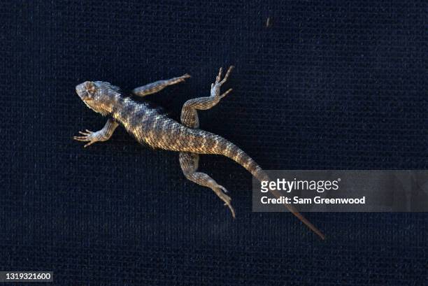 Lizard looks on during the second round of the 2021 PGA Championship at Kiawah Island Resort's Ocean Course on May 21, 2021 in Kiawah Island, South...
