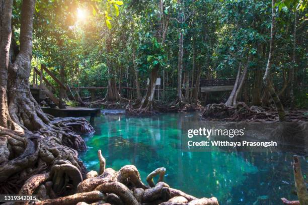 emerald pool is unseen pool in mangrove forest at krabi in thailand. - krabi stock pictures, royalty-free photos & images