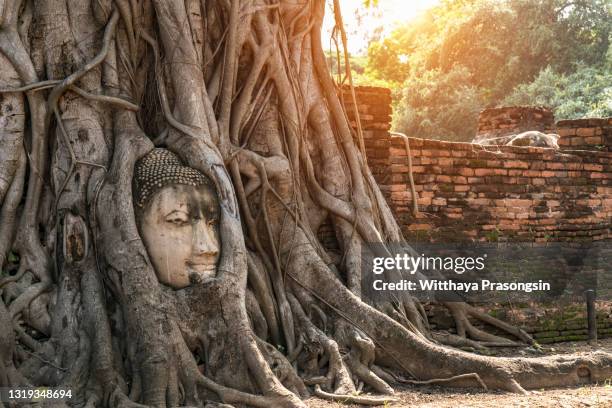 head of buddha statue in the tree roots at wat mahathat (temple of the great relics), ayutthaya, thailand. - ayuthaya stock pictures, royalty-free photos & images