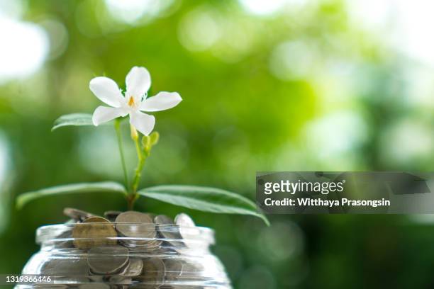 savings money jar full of coins on soil /plant growing in savings coins/ investment and etirement or education concept - crowdfunding concept stockfoto's en -beelden