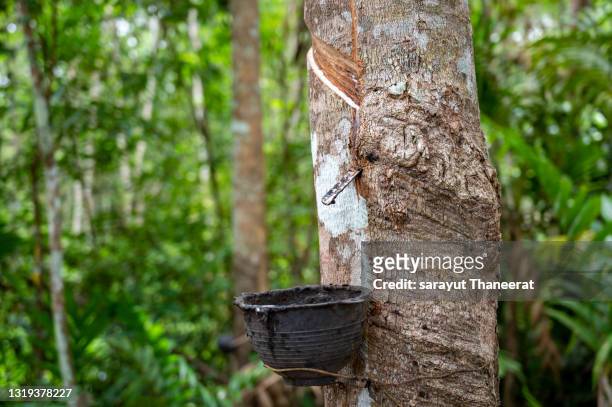 professional rubber trees, rubber tapping in the south of thailand. - rubber bowl stock-fotos und bilder