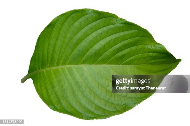 green leaves set on white isolated background - macro leaf stock pictures, royalty-free photos & images