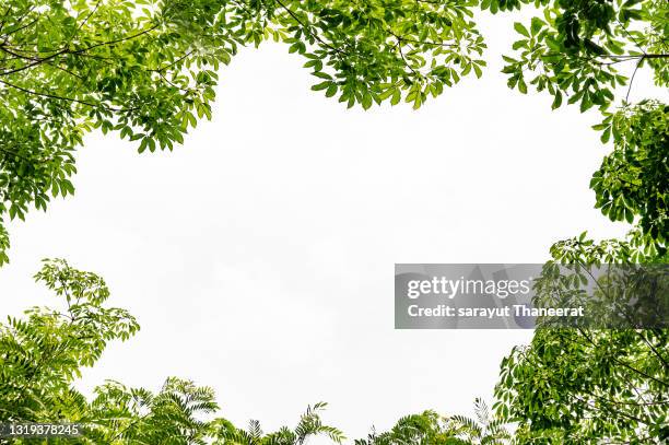 leaves background white with green leaves and flowers flatlay - jungle leaf frame stock pictures, royalty-free photos & images