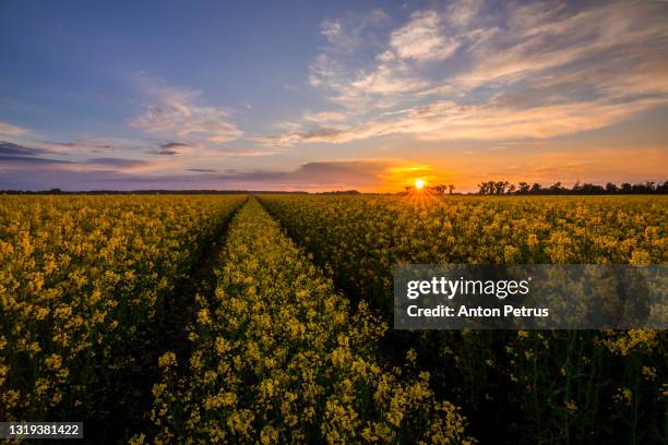 beautiful sunset on a rapeseed field. picturesque rural landscape - canola seed stock pictures, royalty-free photos & images