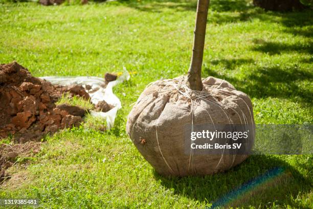planting apple trees on arbor day - planting apple tree stock pictures, royalty-free photos & images