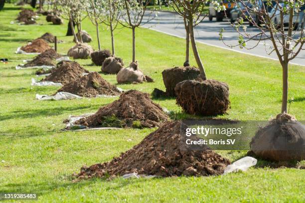 planting apple trees on arbor day - planting fruit tree stock pictures, royalty-free photos & images