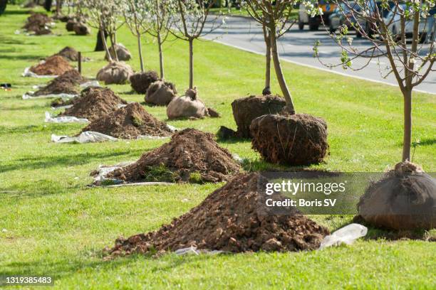 planting apple trees on arbor day - planting a tree stock pictures, royalty-free photos & images