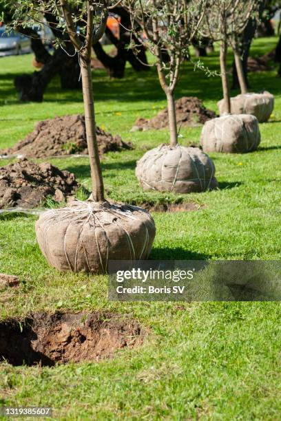 planting apple trees on arbor day - planting apple tree stock pictures, royalty-free photos & images