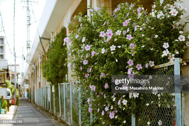 hibiscus flowers blooming under a viaduct - viaduct ストックフォトと画像