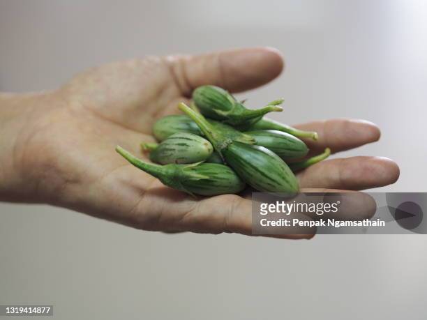 solanum eggplant in woman hand solanaceae s. melongena l. var. serpentinum (desf.) l. h. bailey - seitan foto e immagini stock