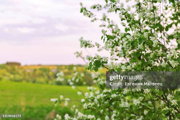 shadberry tree white flowers branches bush on blurred sunset evening natural background springtime. close up - serviceberry bush stock pictures, royalty-free photos & images
