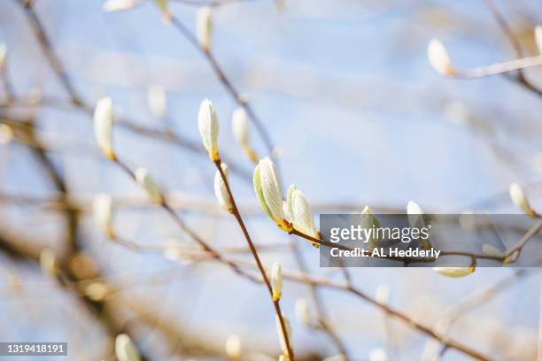 emerging leaves of a whitebeam tree - appearance photos et images de collection