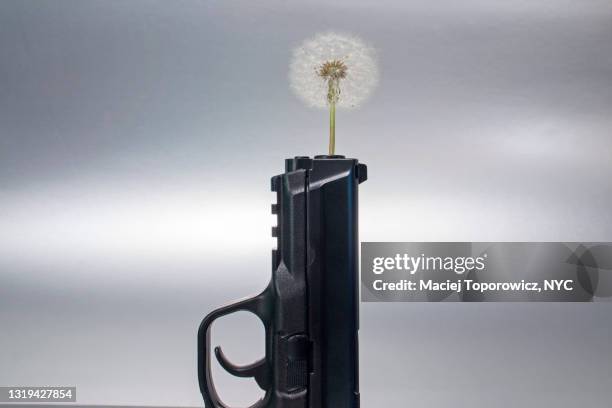 Gun Point Flower 4,497 Flower In Gun Stock Photos, High-Res Pictures, and Images - Getty ...