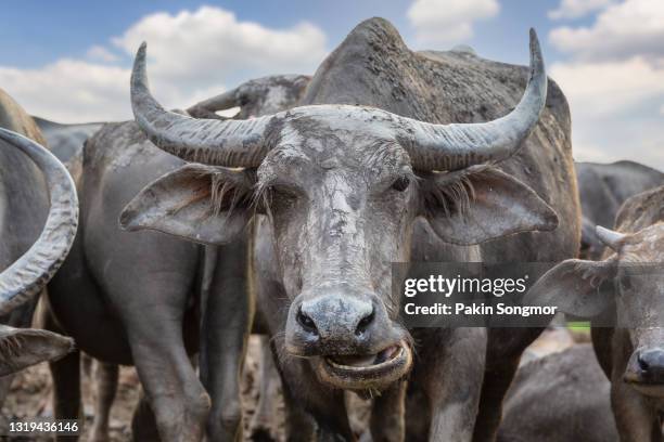 many sea buffaloes residents of enclosure at talay noi is a river basin at the topmost of songkhla lake, phatthalung - asian ox stockfoto's en -beelden