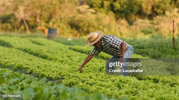homem da terceira idade em uma plantação de alface orgânica - alface-de-folha-vermelha - fotografias e filmes do acervo