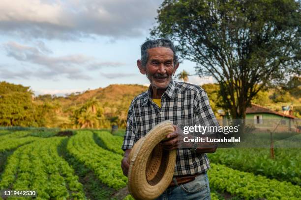 retrato de un anciano en una plantación de lechuga orgánica - estado de minas gerais fotografías e imágenes de stock