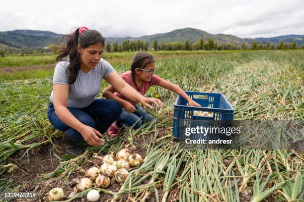 donna latinoamericana che raccoglie cipolle in una fattoria con l'aiuto di sua figlia - lavoratore agricolo foto e immagini stock