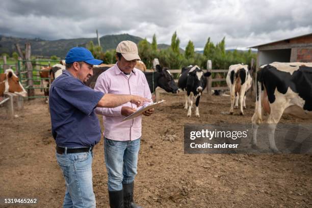 hommes travaillant à une ferme laitière et s’occuper des vaches dans un corral - fermier lait photos et images de collection