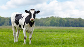 young black and white cow heifer in a meadow looking in the camera