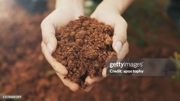 soil in hand - micro organisme stock pictures, royalty-free photos & images