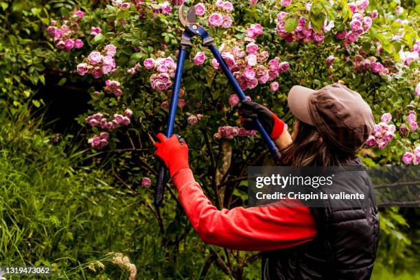 middle-aged woman pruning a blooming rose bush in her garden - rose cut stock pictures, royalty-free photos & images