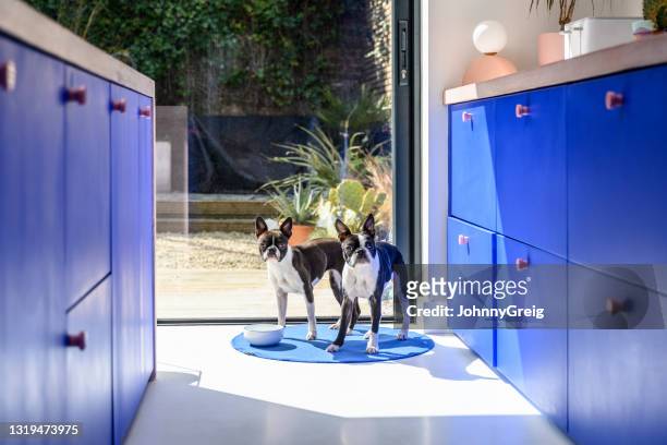 porträt von zwei boston terriern mit hundeschale in der küche - boston terrier stock-fotos und bilder