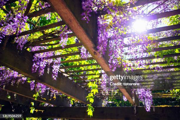 wisteria blossoms on the trellis with sunlight - 藤 ストックフォトと画像