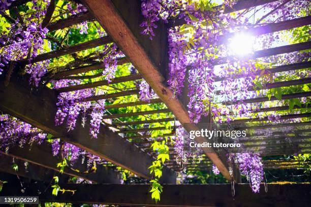 wisteria blossoms on the trellis with sunlight - blauweregen stockfoto's en -beelden