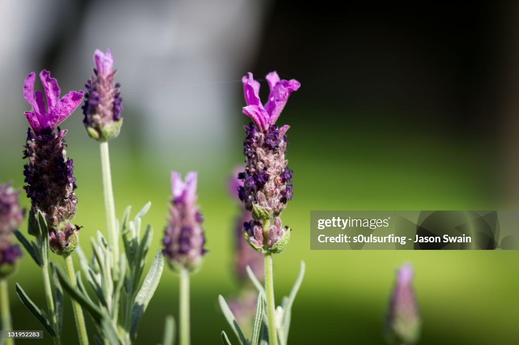 Lavender flower in garden