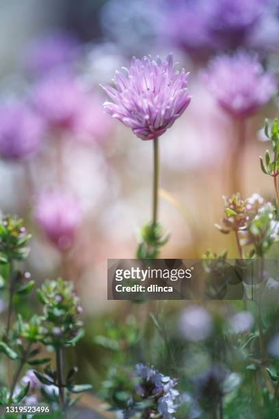 chive and thyme flowering in the garden, blue sky, copy space, no people, springtime cheerful image, vertical - allium stock pictures, royalty-free photos & images