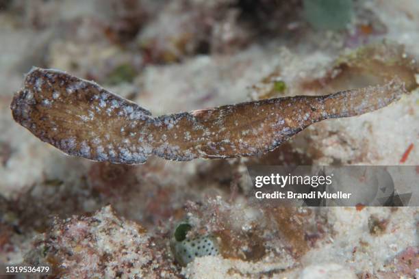 robust ghost pipefish underwater in raja ampat, indonesia - robust ghost pipefish stock pictures, royalty-free photos & images
