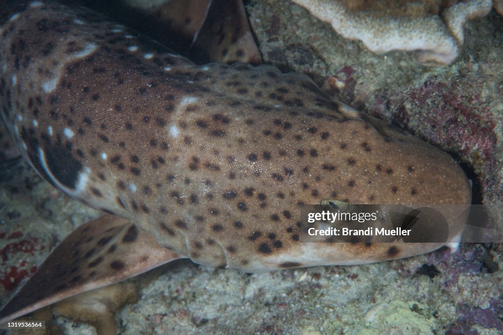 Epaulette Shark Underwater in Raja Ampat, Indonesia