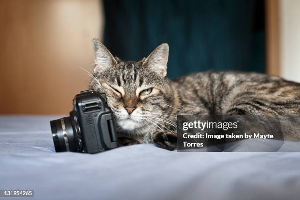 Cat Using Camera Cat With Camera Photos and Premium High Res Pictures - Getty Images