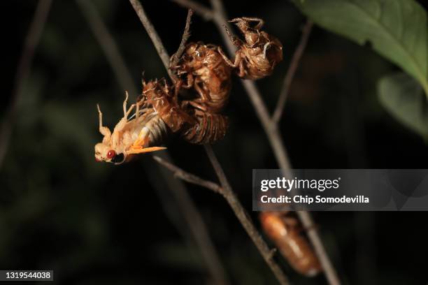 Cicada Shell Pattern 305 Cicada Shells Stock Photos, High-Res Pictures, and Images - Getty ...
