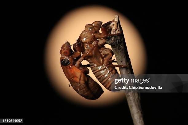 Cicedea Empty Shell 465 Cicada Shell Stock Photos, High-Res Pictures, and Images - Getty Images