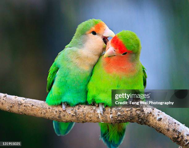two peace-faced lovebird - paio foto e immagini stock