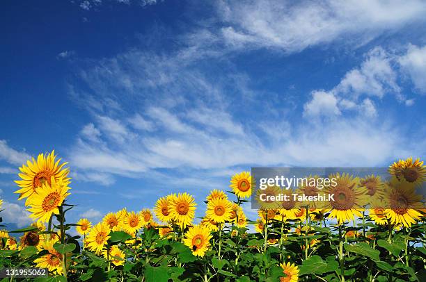 sunflower field - sunflowers stock pictures, royalty-free photos & images