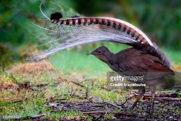 prachtige lyrebird (menura novaehollandiae) - lier stockfoto's en -beelden