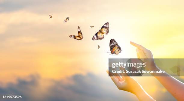 butterfly flying freely with nature on sunset background concept of hope and freedom - releasing butterflies stock pictures, royalty-free photos & images