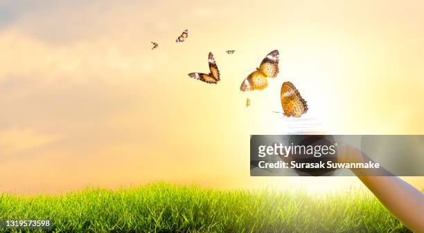 butterfly flying freely with nature on sunset background concept of hope and freedom - releasing butterflies stock pictures, royalty-free photos & images