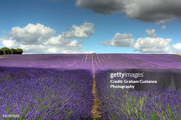 hitchin lavender - hertfordshire stock-fotos und bilder