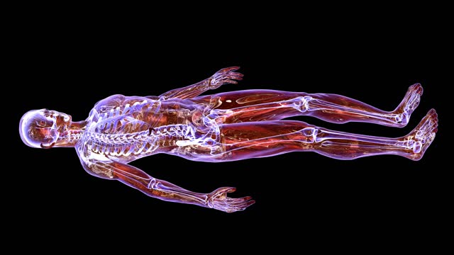 12,284 Human Nervous System Videos and HD Footage - Getty Images