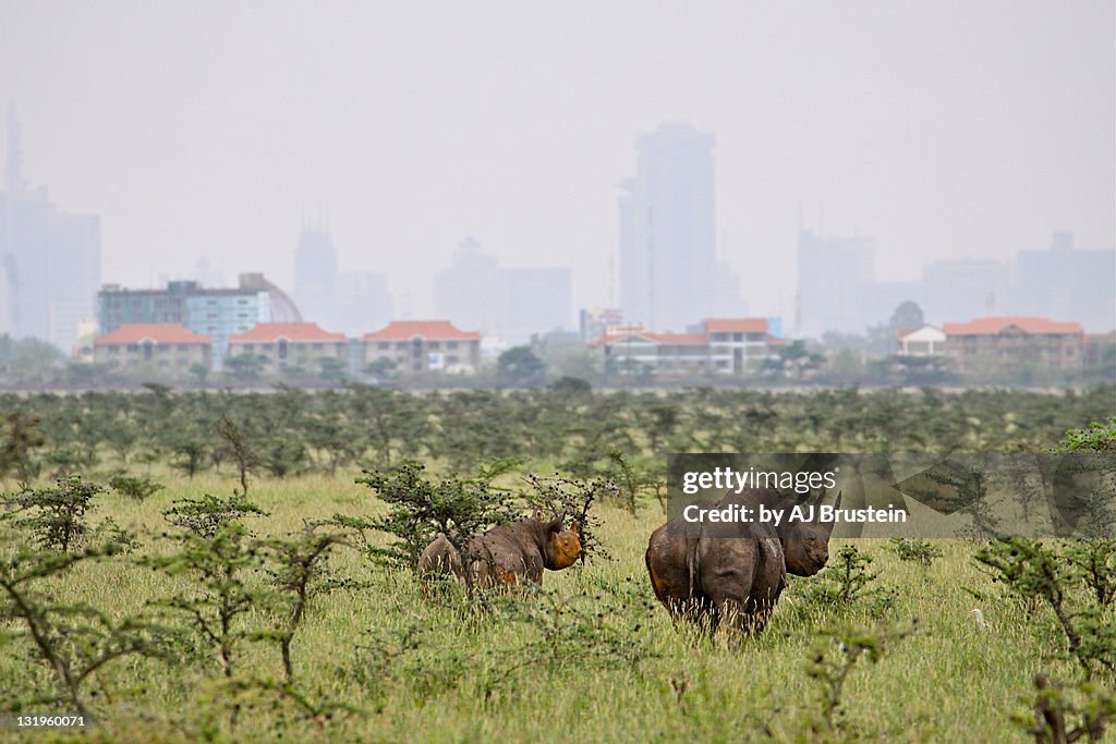 Rhinoceros and cityscape